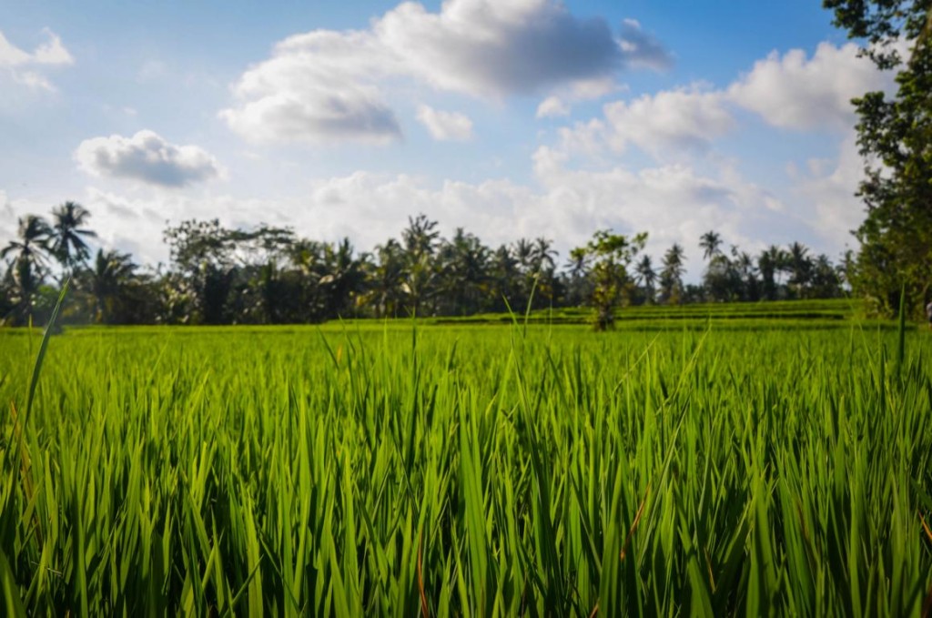 ubud (39 von 44)